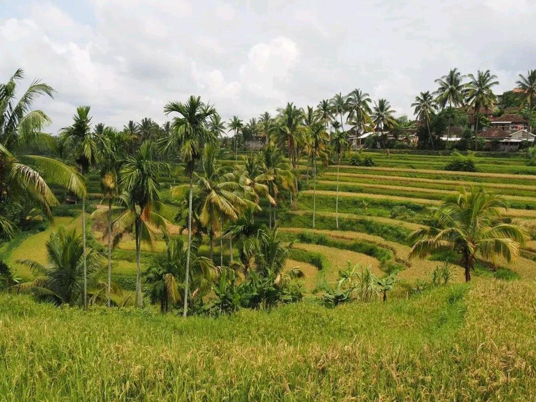 Tereng Wilis Bungalows Tetebatu Exteriér fotografie