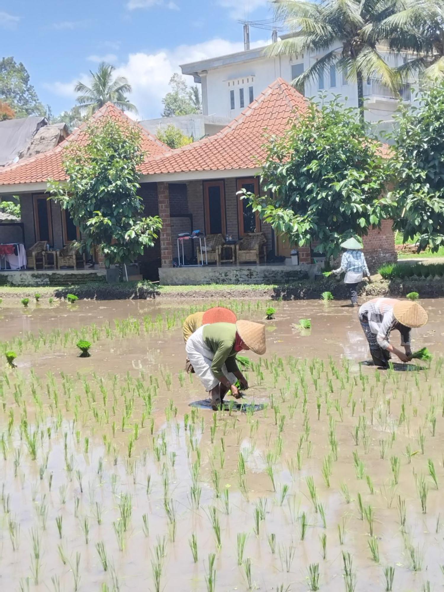Tereng Wilis Bungalows Tetebatu Exteriér fotografie