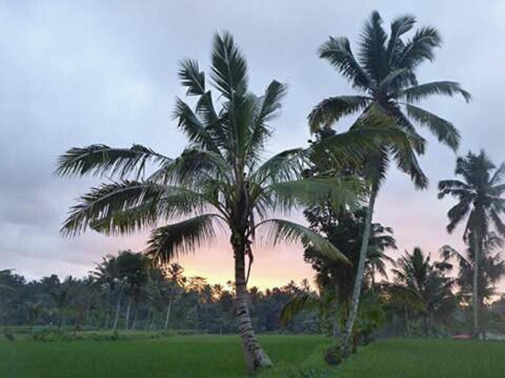 Tereng Wilis Bungalows Tetebatu Exteriér fotografie