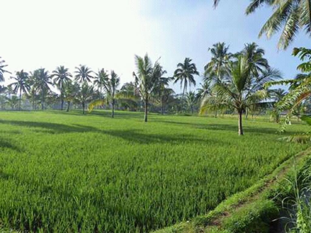 Tereng Wilis Bungalows Tetebatu Exteriér fotografie