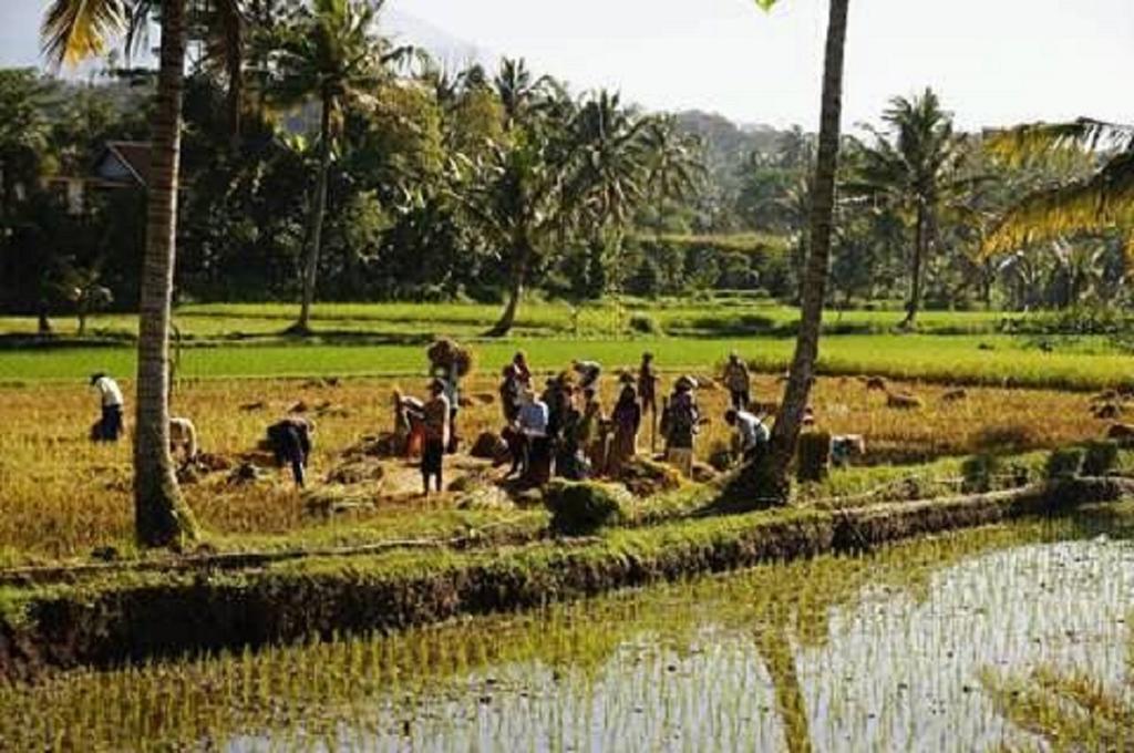 Tereng Wilis Bungalows Tetebatu Exteriér fotografie
